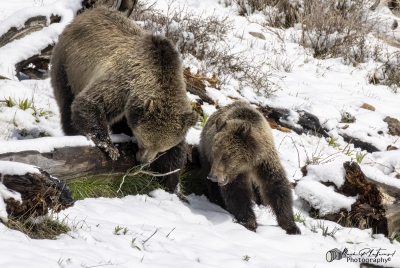 Snow and Cub May 2025